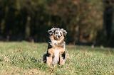 BERGER AUSTRALIEN PUPPIES 743